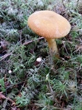 Tricholomopsis decora image
