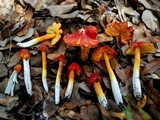 Hygrocybe acutoconica image