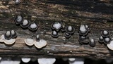 Resupinatus applicatus image