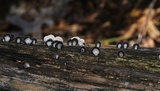 Resupinatus applicatus image