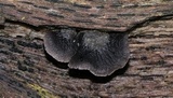 Resupinatus applicatus image