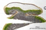 Lecanora mellea image