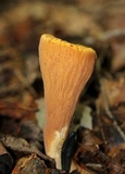 Clavariadelphus truncatus image