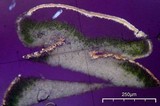 Lecanora mellea image
