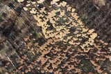 Xylobolus frustulatus image
