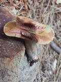 Lactarius rubrilacteus image