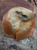 Lactarius rubrilacteus image