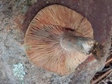 Lactarius rubrilacteus image