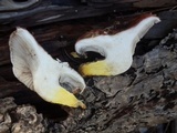 Gomphidius subroseus image