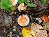 Lactarius torminosus image