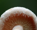 Lactarius torminosus image
