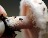Lactarius torminosus image
