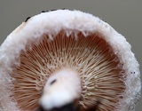Lactarius torminosus image