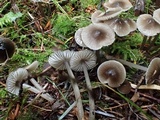 Mycena quiniaultensis image