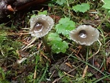 Mycena quiniaultensis image