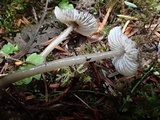 Mycena quiniaultensis image
