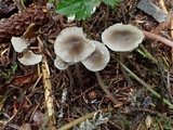 Mycena quiniaultensis image
