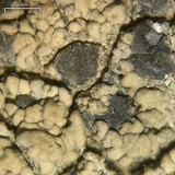 Lecidea fuscoatra image