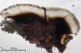 Lecidea fuscoatra image