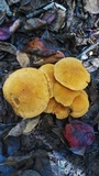 Gymnopilus luteus image