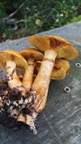 Gymnopilus luteus image