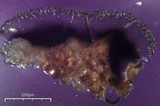 Lecidea fuscoatra image
