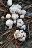 Abortiporus biennis image