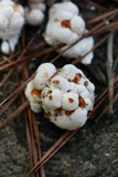 Abortiporus biennis image