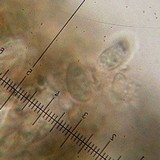 Lecidea fuscoatra image