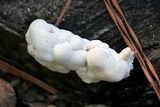 Abortiporus biennis image