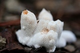 Abortiporus biennis image