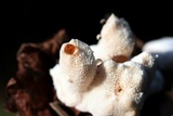 Abortiporus biennis image