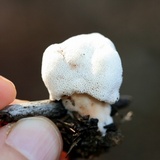 Abortiporus biennis image