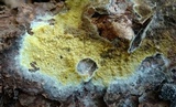 Leucogyrophana olivascens image