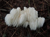 Hericium americanum image