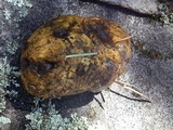 Rhizopogon luteolus image