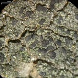 Micarea denigrata image