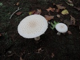 Amanita chrysoblema image
