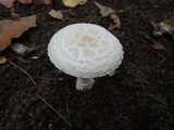 Amanita chrysoblema image