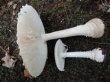 Amanita chrysoblema image