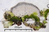 Micarea denigrata image