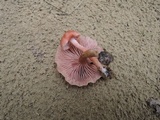 Laccaria proxima image
