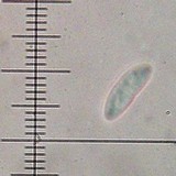 Micarea denigrata image