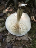 Megacollybia rodmanii image