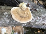 Trametes lactinea image