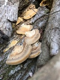 Trametes lactinea image