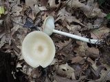 Melanoleuca alboflavida image