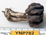 Helvella lacunosa image