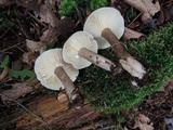 Lactarius lignyotus image