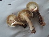 Lactarius lignyotus image